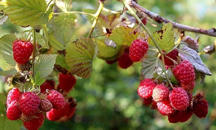 Istruzioni per la cura dei lamponi in estate per principianti e consigli di giardinieri esperti