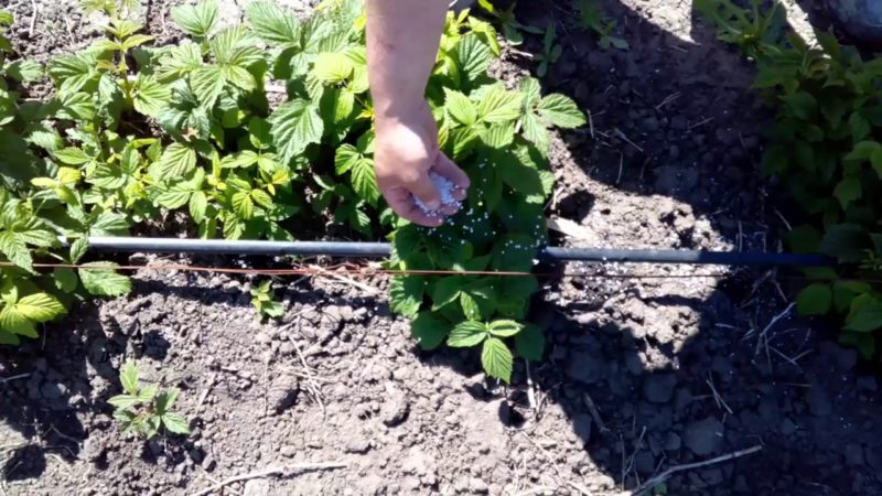 Instruccions per a la cura dels gerds a l'estiu per a principiants i consells de jardiners experimentats