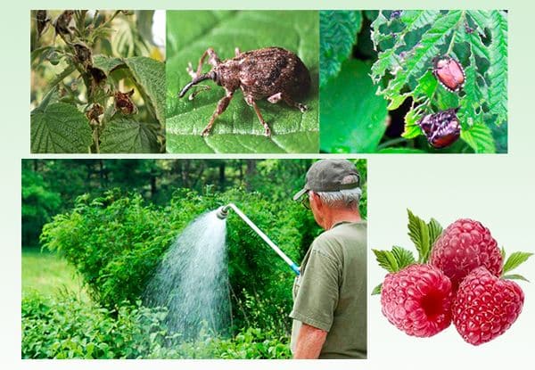 Návod na ošetření malin v létě proti chorobám a škůdcům