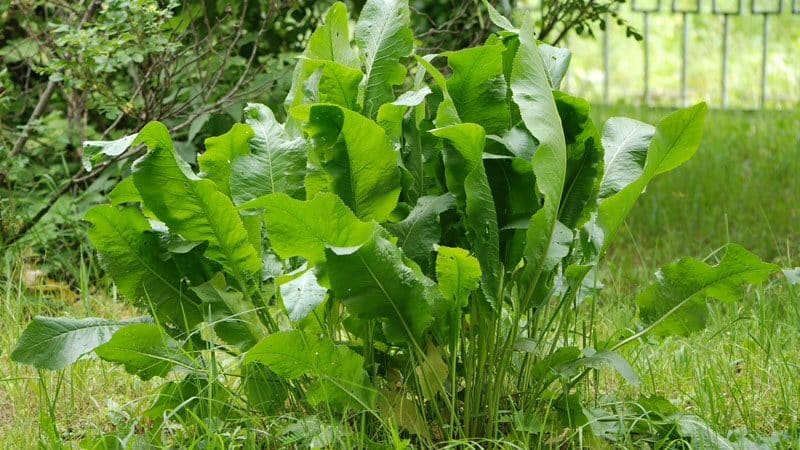 Bahçedeki yaban turpudan hızlı ve sonsuza kadar kurtulmanın en etkili yolları