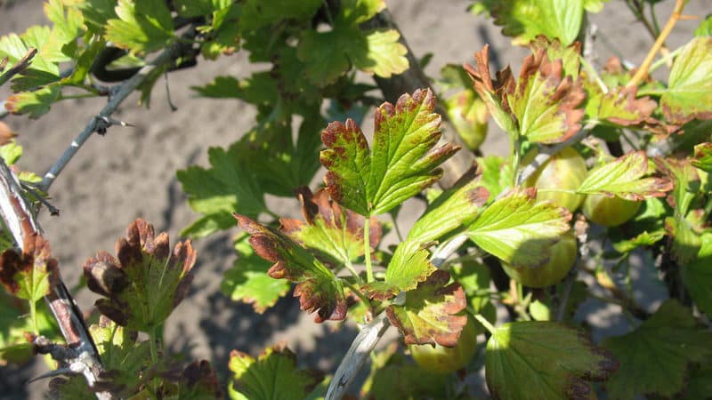 Pourquoi des taches rouges apparaissent sur les feuilles de groseille et comment y faire face