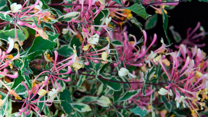 Types and varieties of decorative climbing honeysuckle