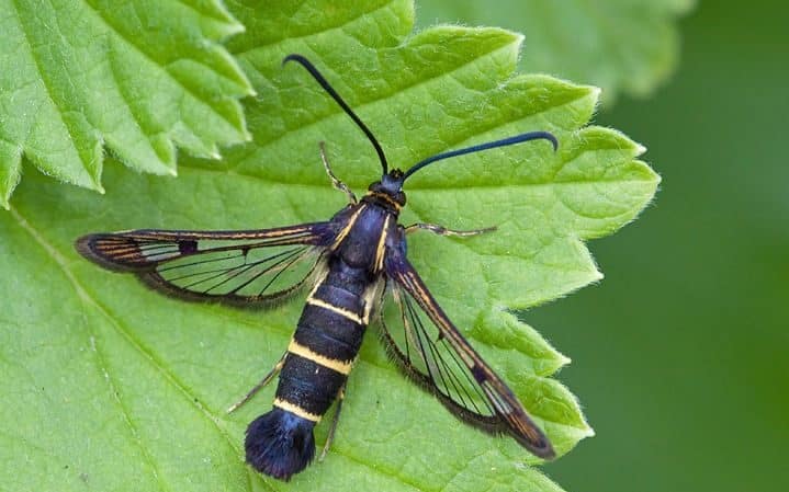 How, when and with what to treat gooseberries against caterpillars if there are already berries