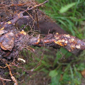 Istruzioni per la cura dei lamponi in estate per principianti e consigli di giardinieri esperti