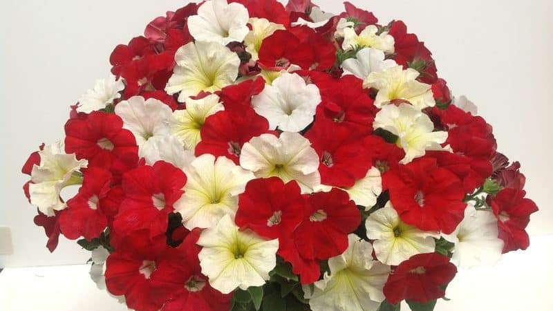 Description, varieties, cultivation of petunia Gioconda