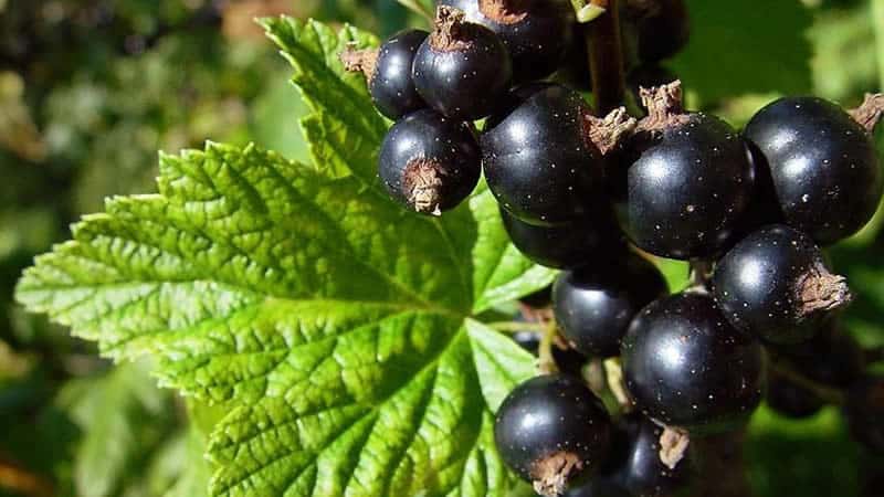 Warum sind schwarze Johannisbeeren schwarz?