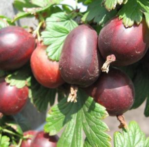 Thornless gooseberry variety Prune from Russian breeders