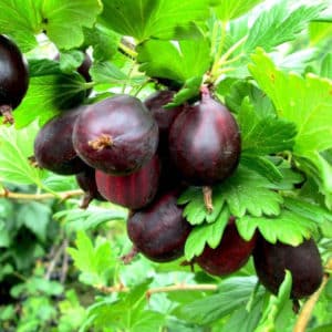 Thornless gooseberry variety Prune from Russian breeders