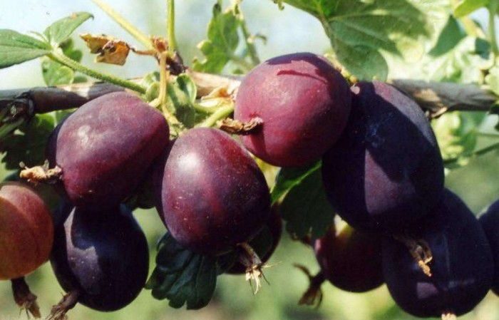 Thornless gooseberry variety Prune from Russian breeders