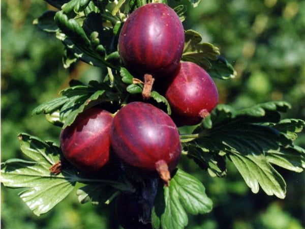 Dornenlose Stachelbeersorte Prune von russischen Züchtern