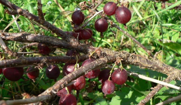 Dornenlose Stachelbeersorte Prune von russischen Züchtern