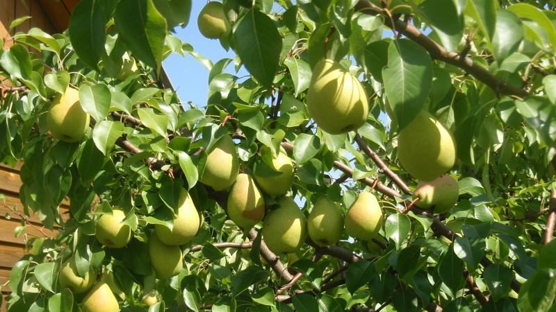 Ce varietate de pere este mai bună: Lada sau Chizhovskaya