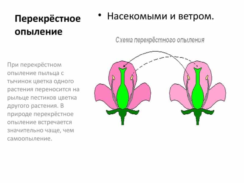 Jadual pendebunga honeysuckle - jenis dan kaedah pendebungaan