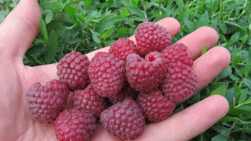 Charakteristika a popis nejlepších odrůd malin