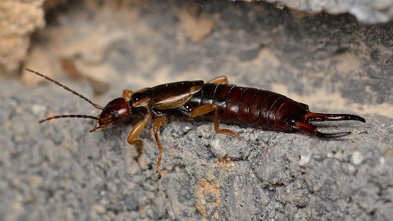 Come sfuggire ai parassiti del peperone in una serra