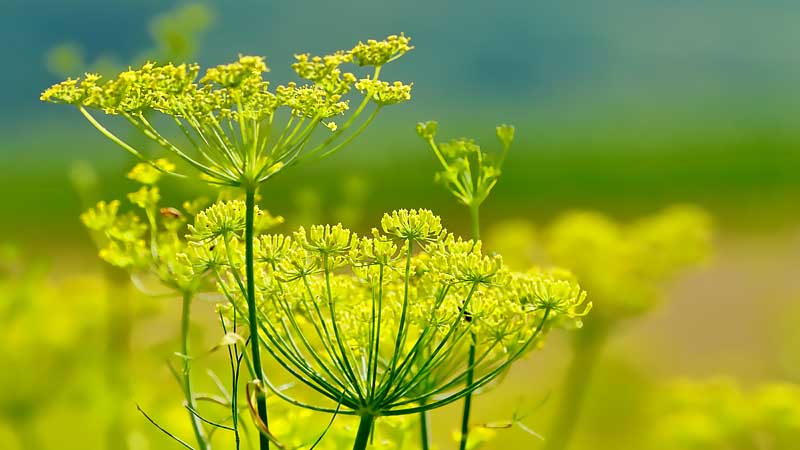 ¿Cuál es el mejor lugar para plantar grosellas en el jardín?