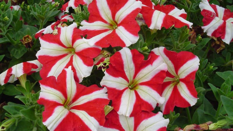 Types and best varieties of perennial petunia