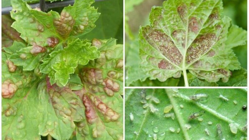 Pourquoi les feuilles de cassis ont-elles des feuilles pâles, que faire et comment y remédier