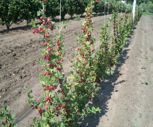 Waar kun je kruisbessen het beste in de tuin planten?