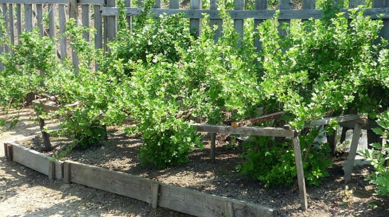 ¿Cuál es el mejor lugar para plantar grosellas en el jardín?