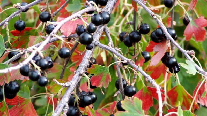 Warum sind schwarze Johannisbeeren schwarz?