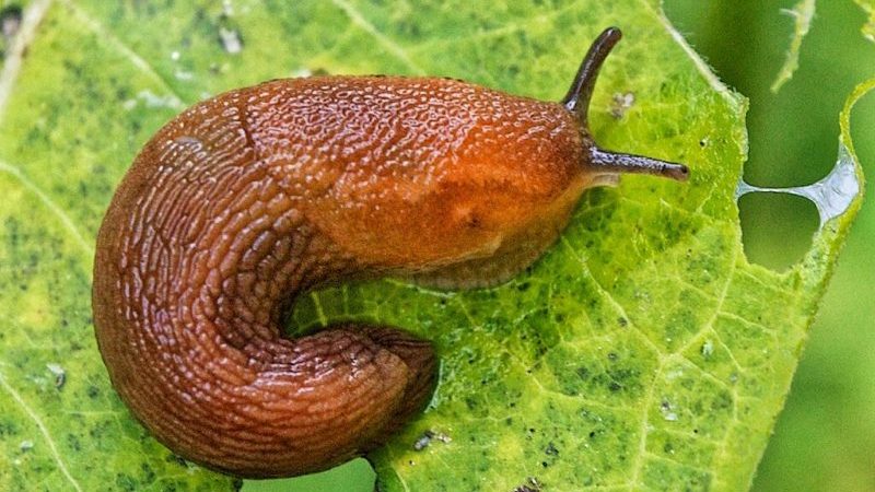 Hogyan lehet menekülni a paprika kártevőitől az üvegházban