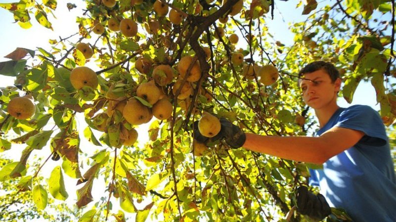 Loại lê nào tốt hơn: Lada hay Chizhovskaya