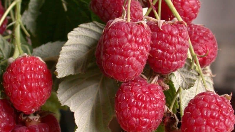 Instructions for treating raspberries in summer against diseases and pests