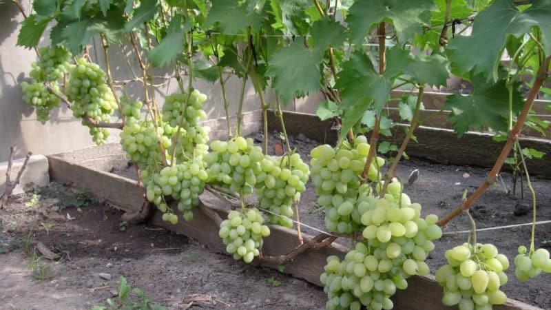 Top best grape varieties for central Russia