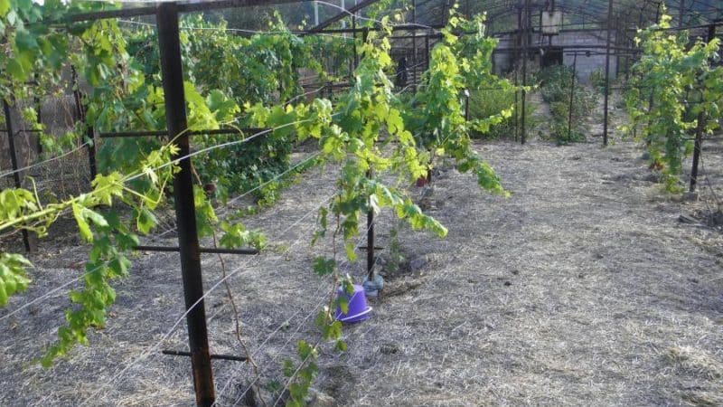 Variétés et production indépendante de treillis pour raisins