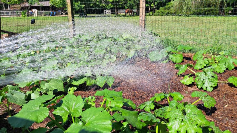 Con qué frecuencia regar sandías y melones en invernadero y campo abierto.