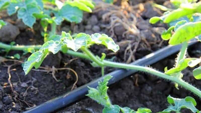 Wie oft gießt man Wassermelonen und Melonen in einem Gewächshaus und auf offenem Boden?