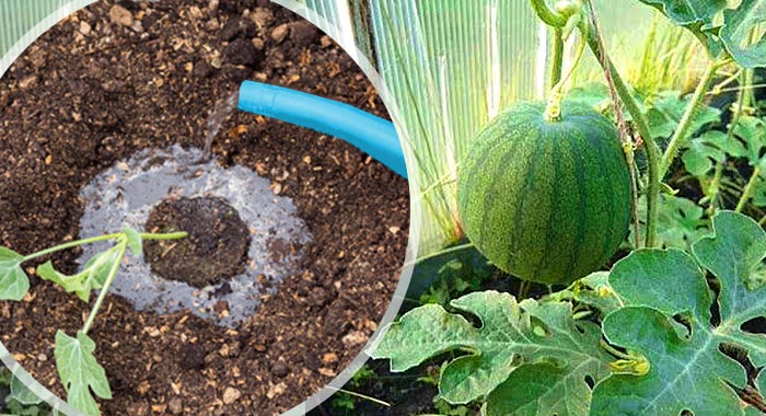 Con qué frecuencia regar sandías y melones en invernadero y campo abierto.