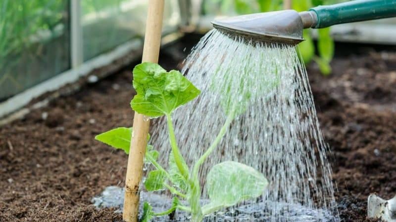 Wie oft gießt man Wassermelonen und Melonen in einem Gewächshaus und auf offenem Boden?