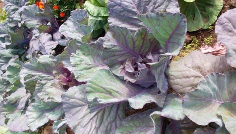 Why did cabbage leaves turn purple and what to do about it?