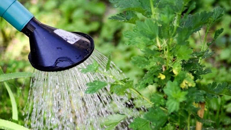 Hoeveel en hoe vaak kruisbessen en krenten water geven in de zomer