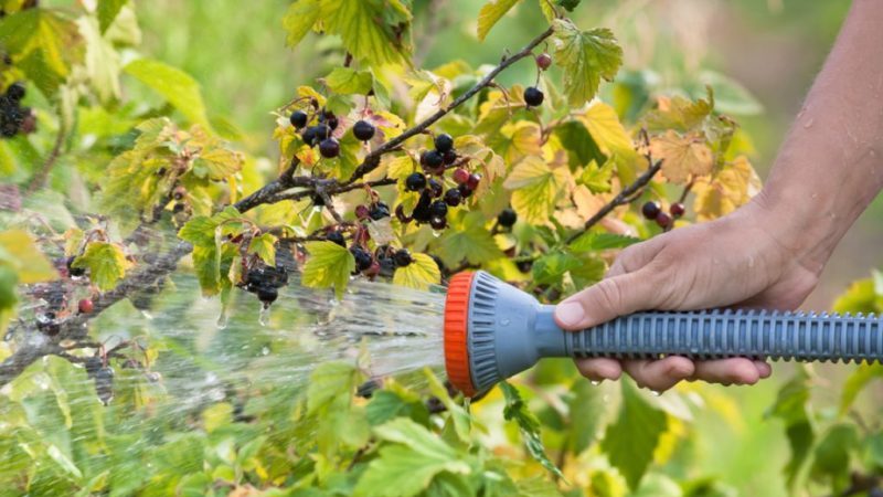 Hoeveel en hoe vaak kruisbessen en krenten water geven in de zomer