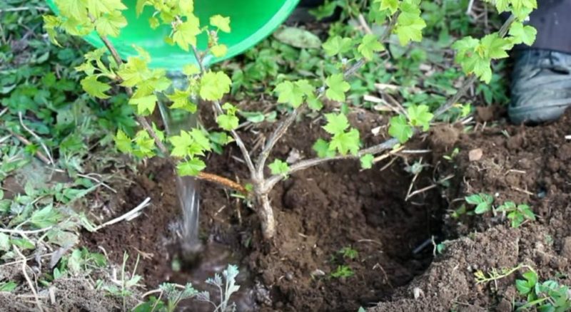 Combien et à quelle fréquence arroser les groseilles et les groseilles en été