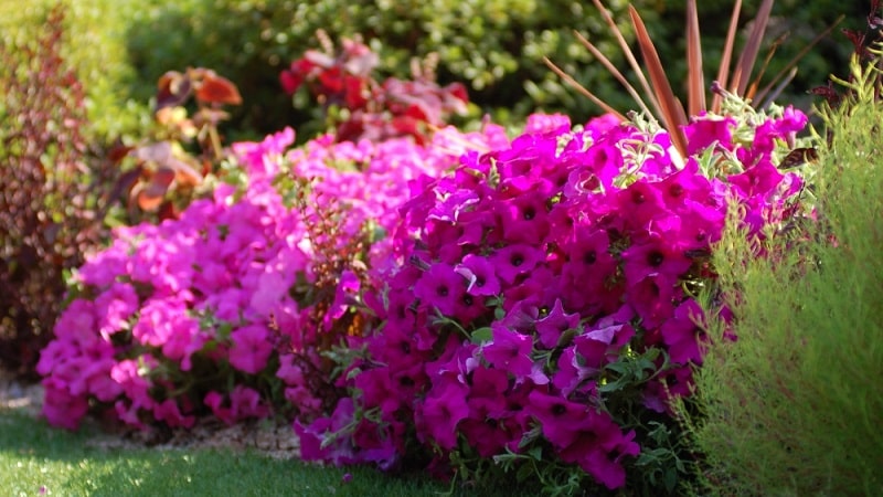 How to properly reanimate petunia after rains, drought or other unfavorable conditions