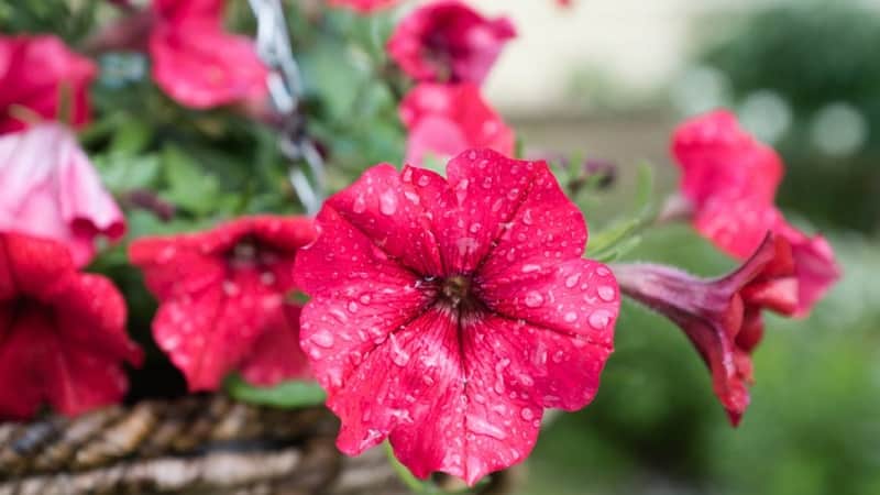 Hoe petunia op de juiste manier te reanimeren na regen, droogte of andere ongunstige omstandigheden