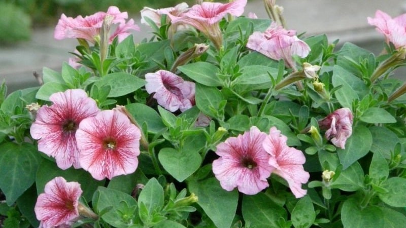 How to properly reanimate petunia after rains, drought or other unfavorable conditions