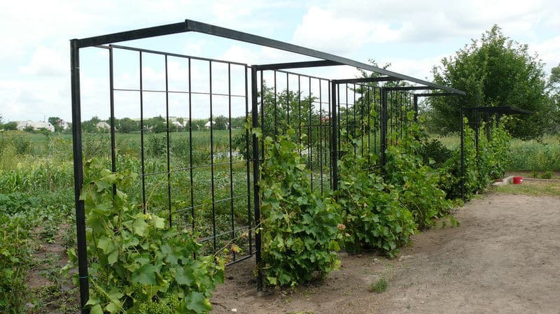 Varieties and independent production of trellises for grapes