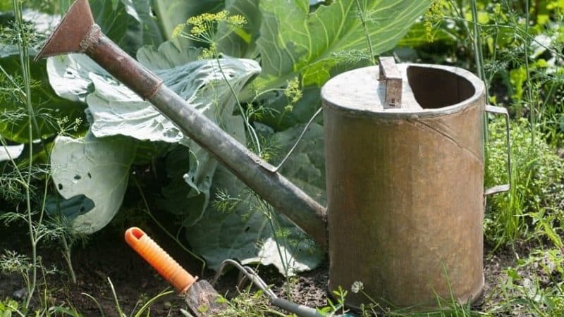 So pflegen Sie Kohl im Freiland