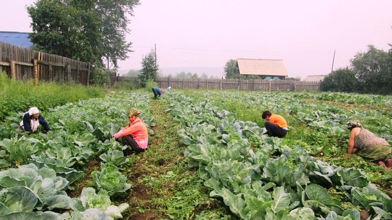 Како се бринути за купус на отвореном тлу