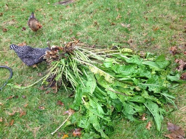 Las formas más efectivas de deshacerse del rábano picante en el jardín de forma rápida y para siempre.