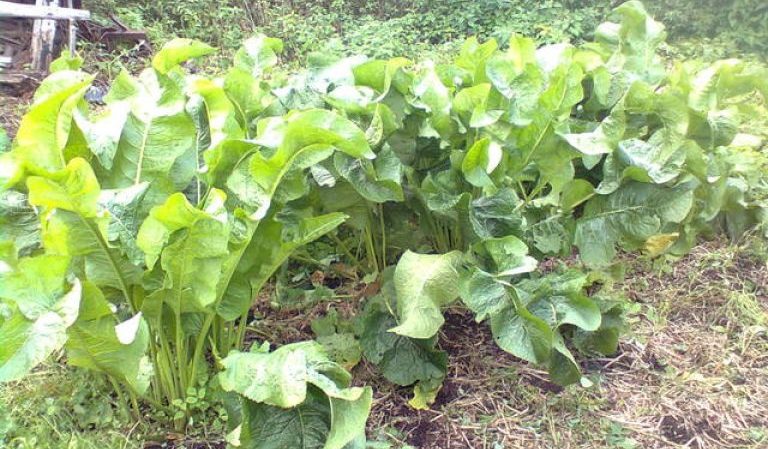 As maneiras mais eficazes de se livrar da raiz-forte do jardim de forma rápida e para sempre