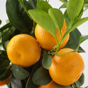 What is the name of the hybrid of lemon and tangerine?