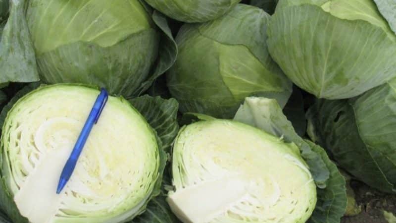 Caractéristiques de la conservation du chou dans un film alimentaire en cave