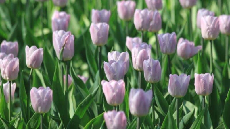 Una guia per plantar tulipes a l'agost per a jardiners principiants