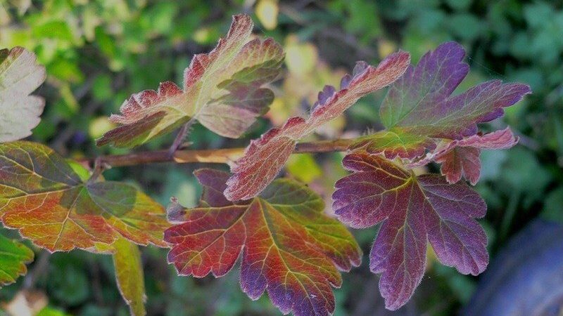 Why red spots appear on gooseberry leaves and how to deal with it